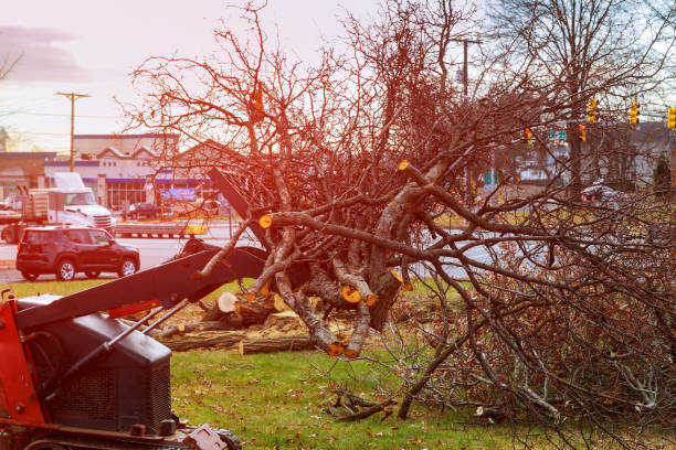 Best Tree and Shrub Care  in Redway, CA