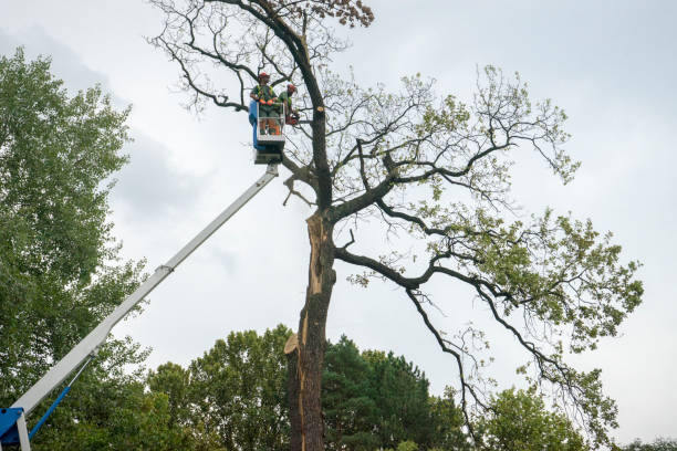 Reliable Redway, CA Tree Care Solutions