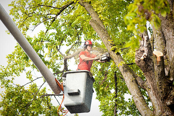 Best Storm Damage Tree Cleanup  in Redway, CA