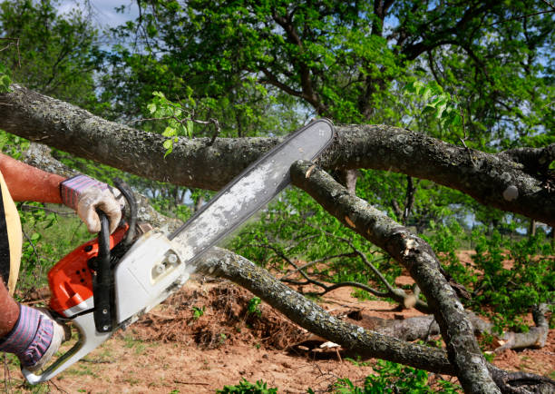 Best Aeration Services  in Redway, CA