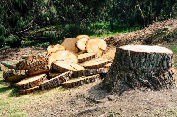 Best Tree Removal  in Redway, CA